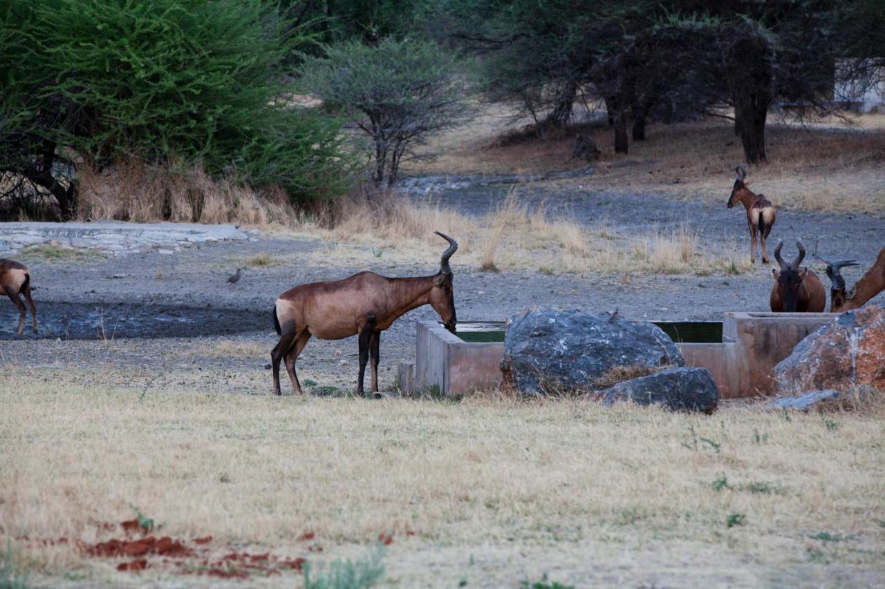 Gabus Game Ranch Villa Otavi Kültér fotó