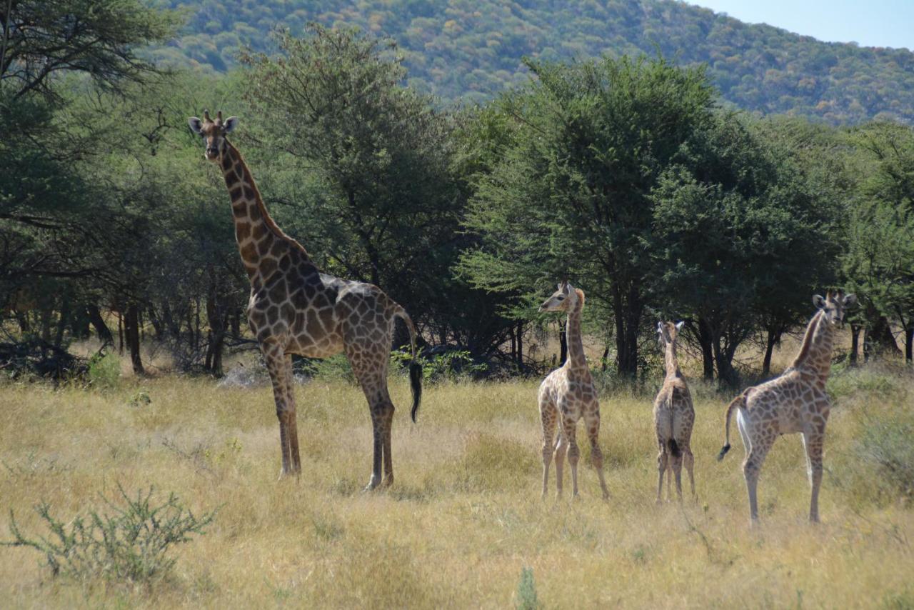 Gabus Game Ranch Villa Otavi Kültér fotó