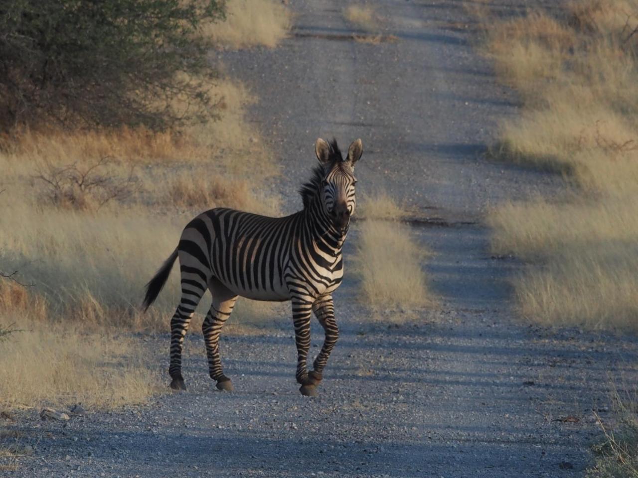 Gabus Game Ranch Villa Otavi Kültér fotó