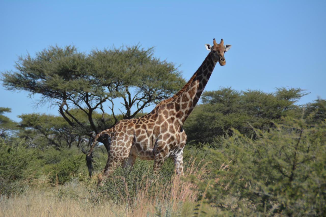 Gabus Game Ranch Villa Otavi Kültér fotó