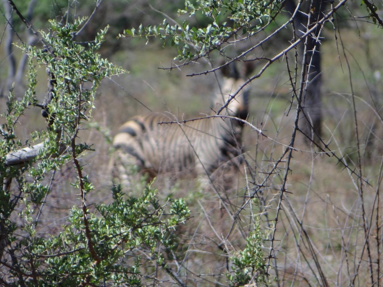 Gabus Game Ranch Villa Otavi Kültér fotó