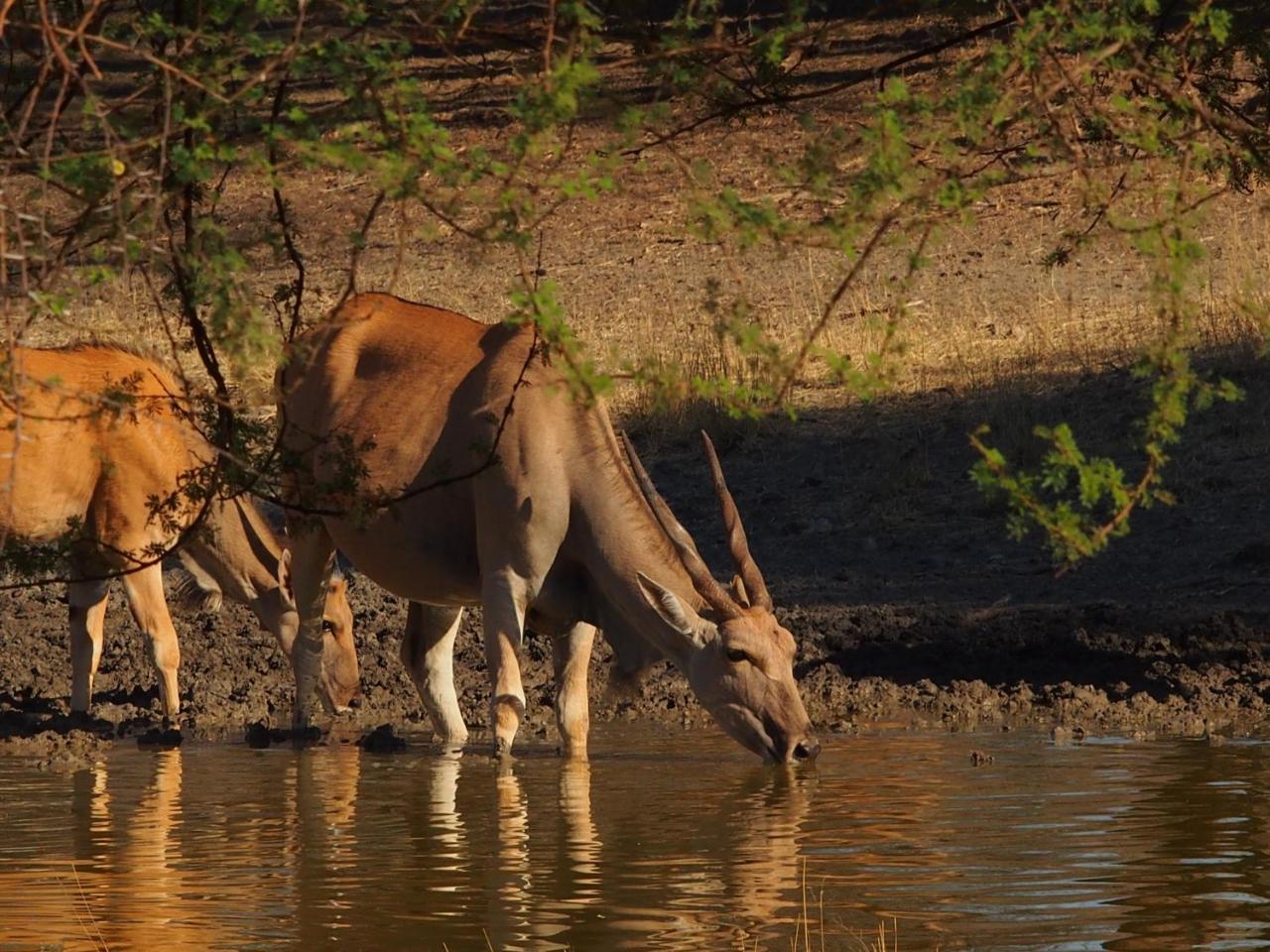 Gabus Game Ranch Villa Otavi Kültér fotó
