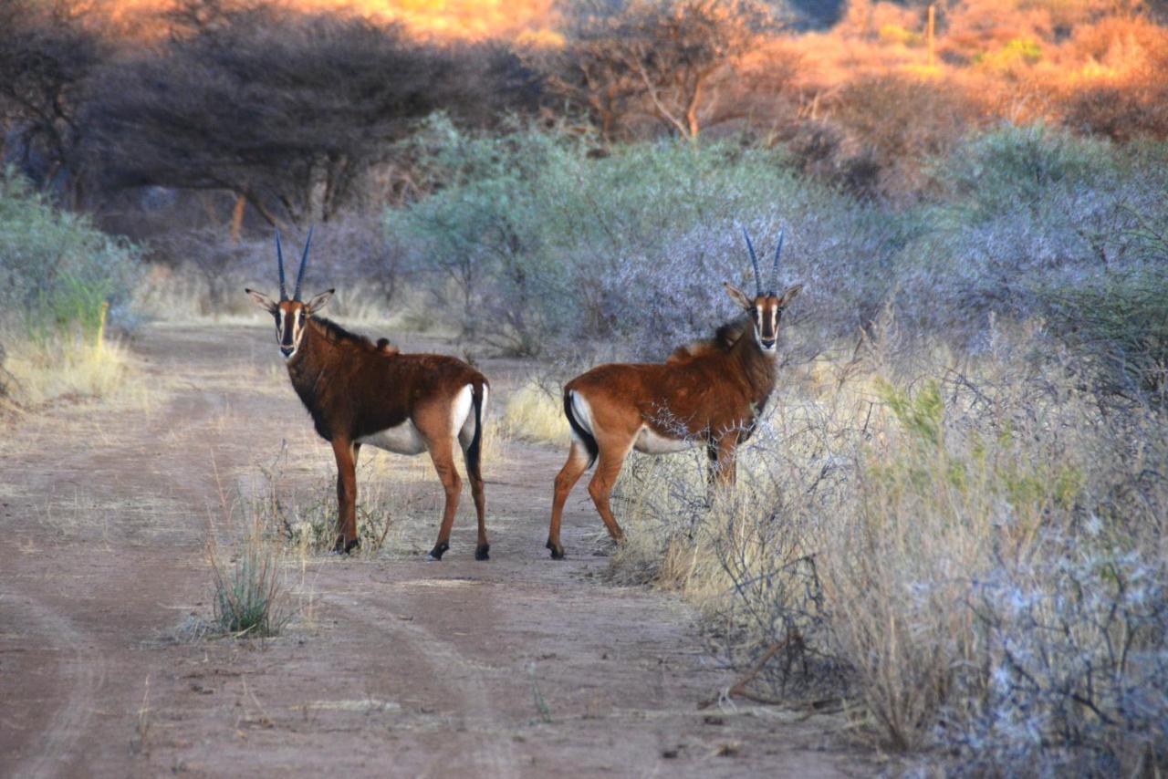 Gabus Game Ranch Villa Otavi Kültér fotó