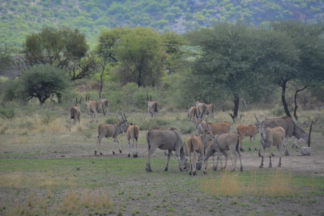 Gabus Game Ranch Villa Otavi Kültér fotó