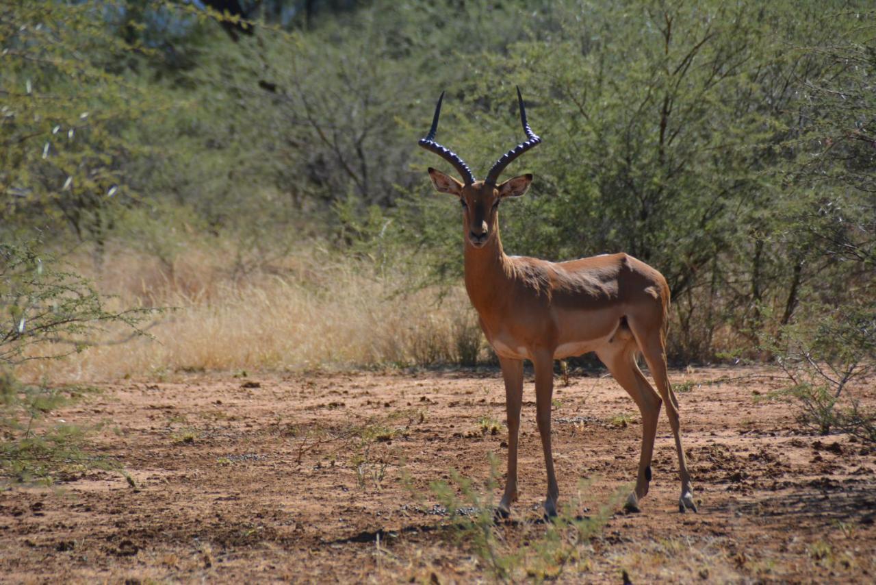 Gabus Game Ranch Villa Otavi Kültér fotó