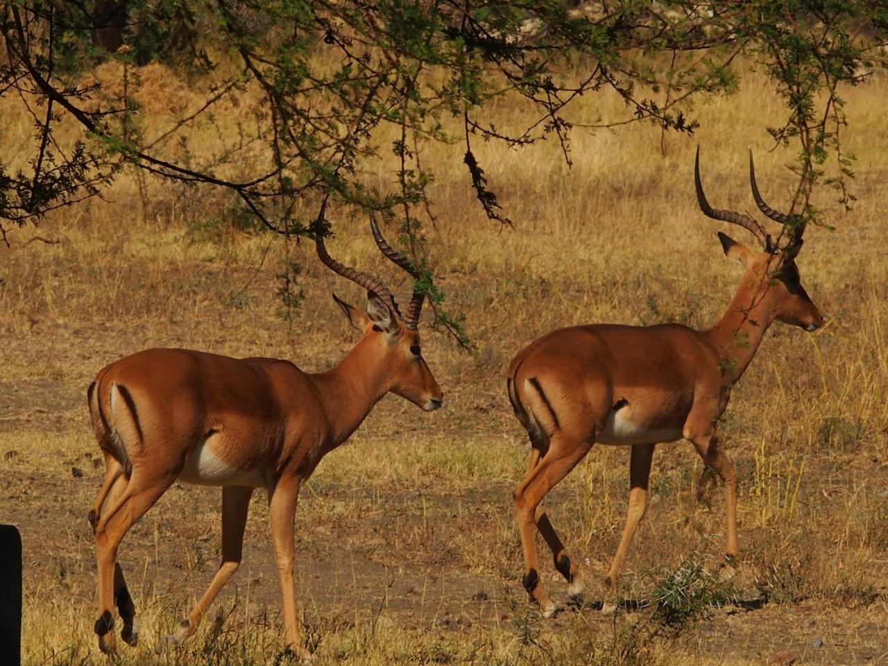 Gabus Game Ranch Villa Otavi Kültér fotó