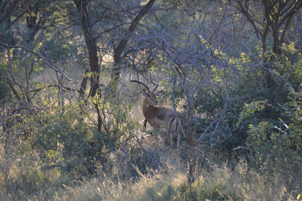 Gabus Game Ranch Villa Otavi Kültér fotó