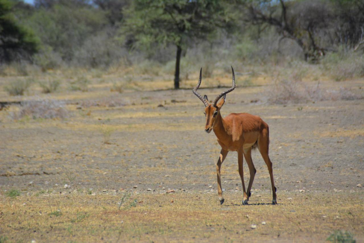 Gabus Game Ranch Villa Otavi Kültér fotó