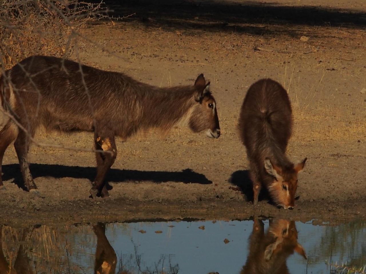 Gabus Game Ranch Villa Otavi Kültér fotó